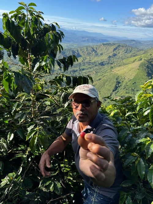 Pink Bourbon El Azafran  Colombia (1 Kg)