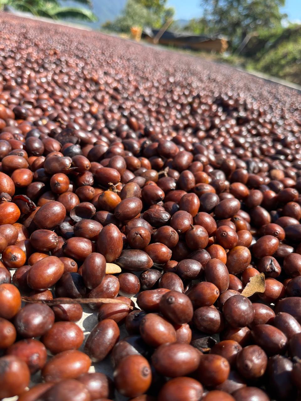 Neri Natural Mexico ( 1 Kg)