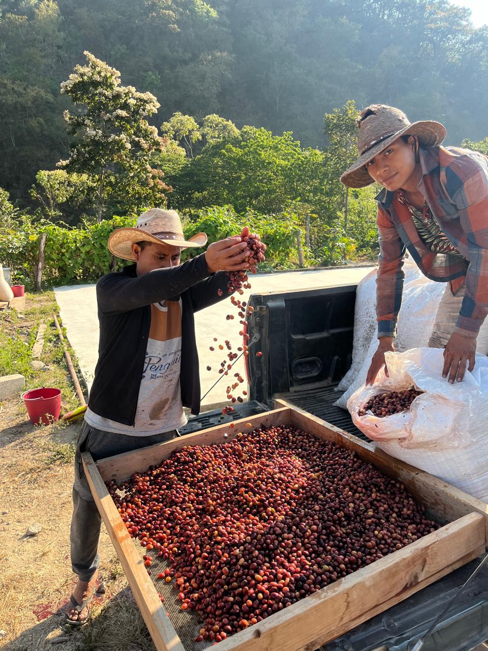 Neri Natural Mexico ( 1 Kg)
