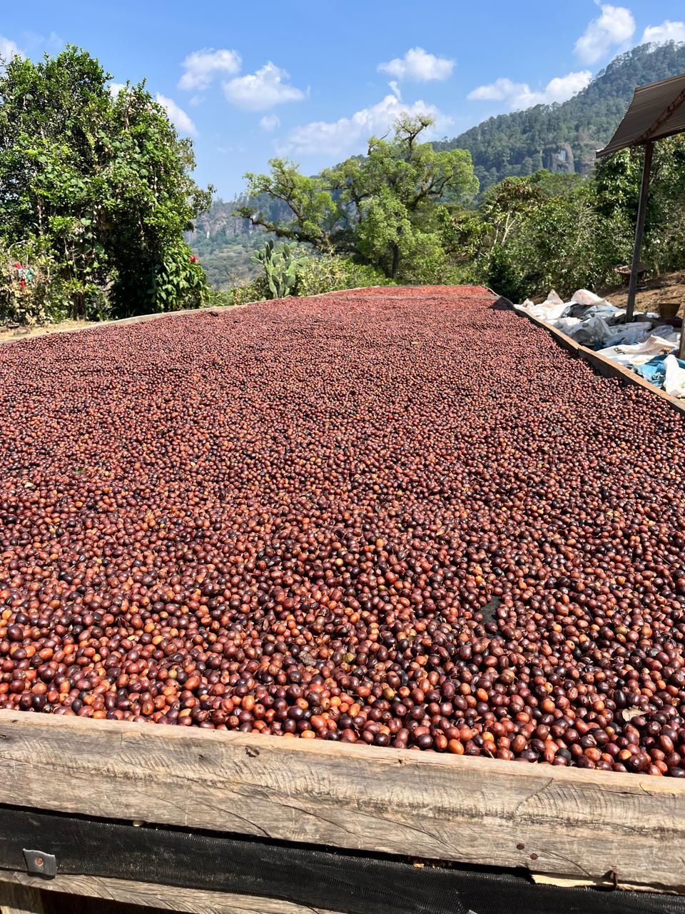 Neri Natural Mexico ( 1 Kg)
